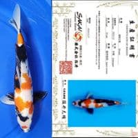 Showa 35 cm import serty Sakai ????????