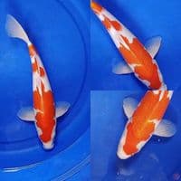 Bahan keep Kohaku 33 cm