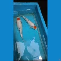Paket bahan keep 2 ekor Tancho Showa Tategoi