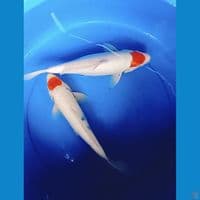 36-37cm tanco m/f