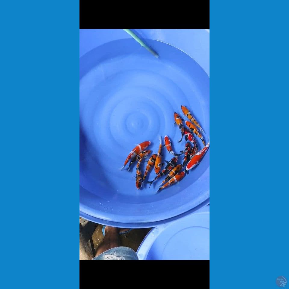 showa sanshoku 19-26cm 15ekor