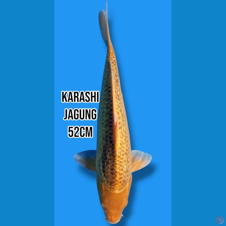Karashi Jagung
