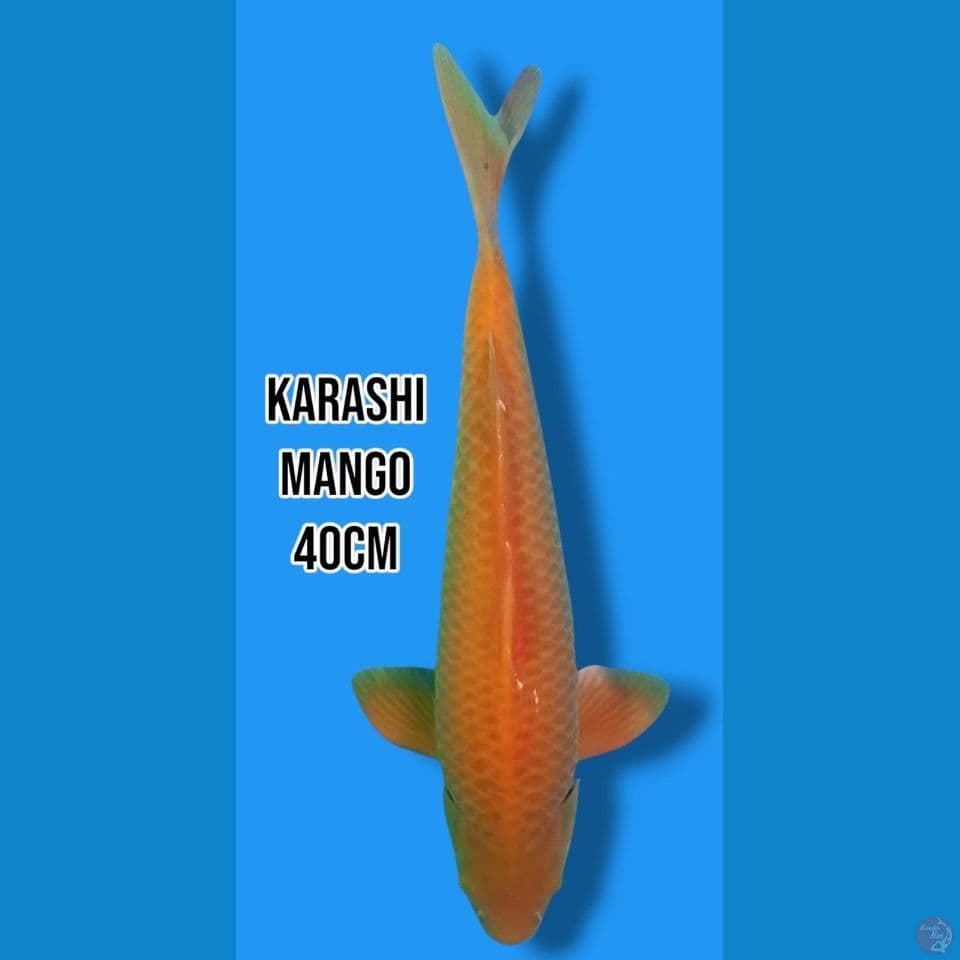 Karashi Mango