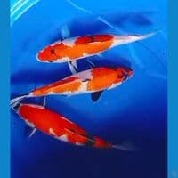 showa 36-37cm 3ekor 
