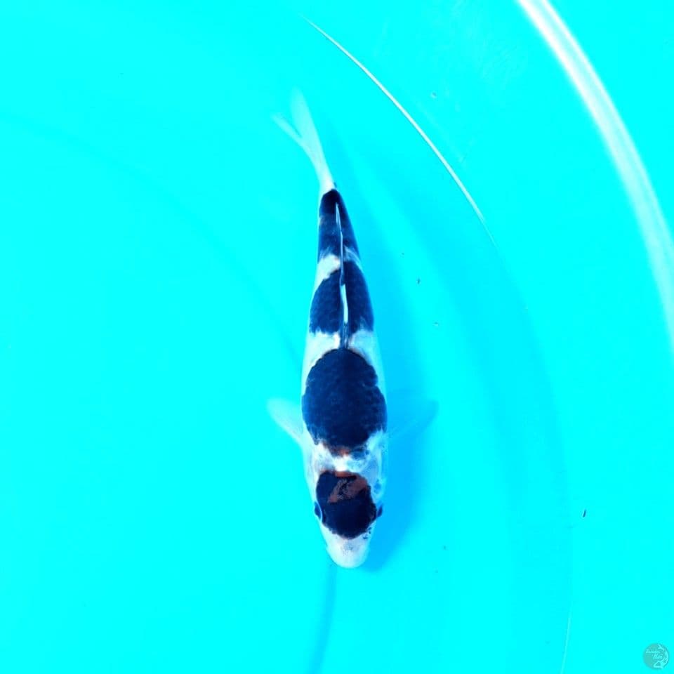 Goromo