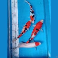 mik 24,25,25,30