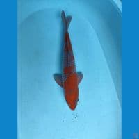 Ochiba 39 cm Male