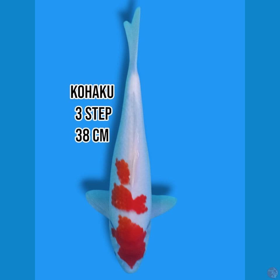 Kohaku 3 Step
