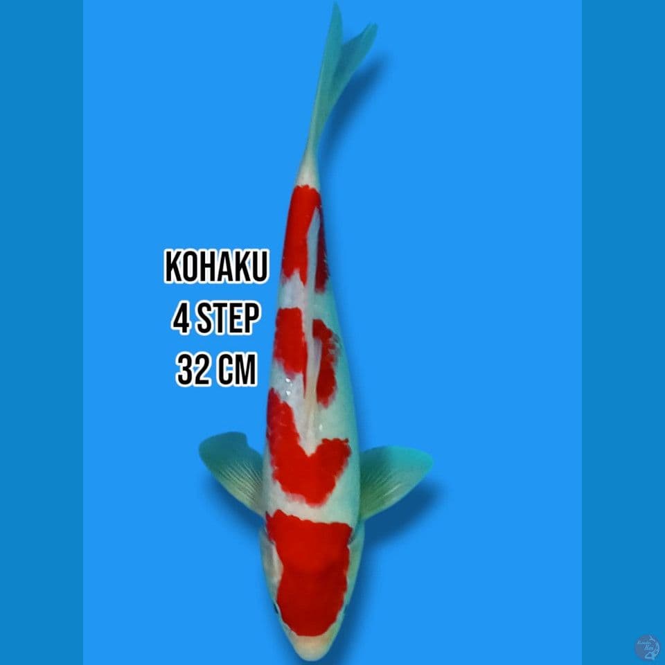 Kohaku 4 Step