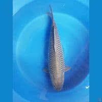 Soragoi jumbo 58cm male
