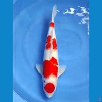 kohaku 45cm | Male