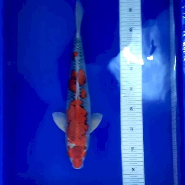 Goshiki 40cm