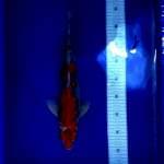 Goshiki 40cm