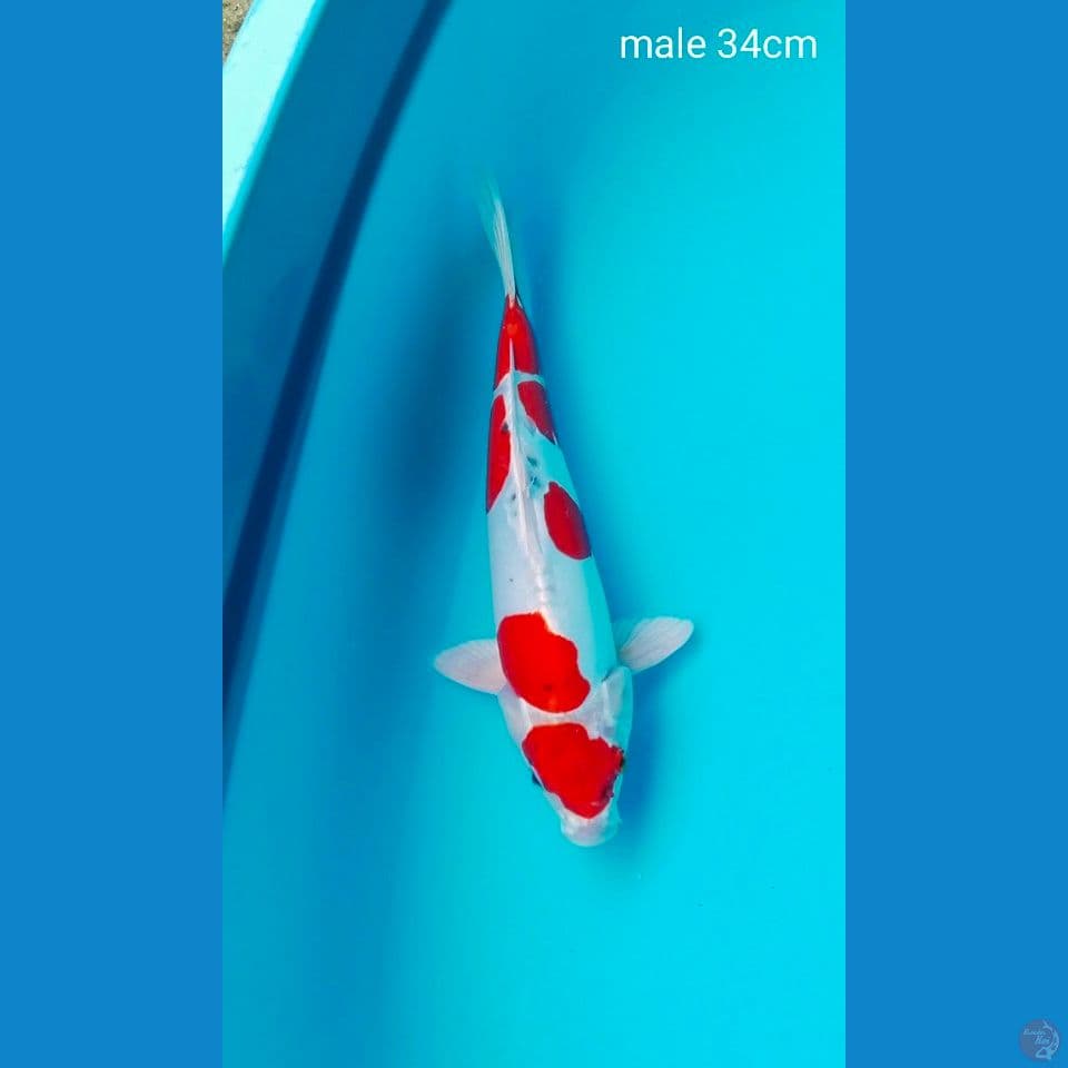 benikiko male 38cm