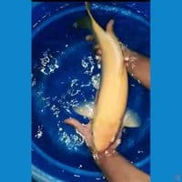 jumbo karasi kkf 55cm jantan mm