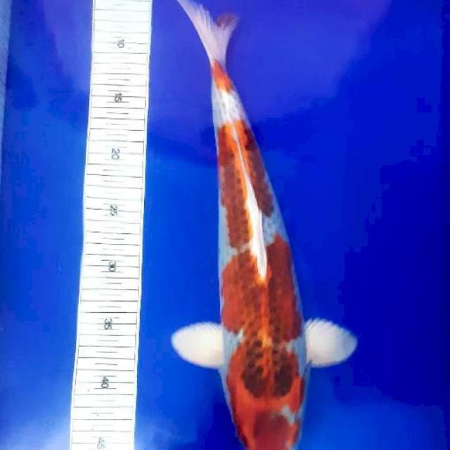 Kujaku...41cm