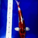 Kujaku...41cm