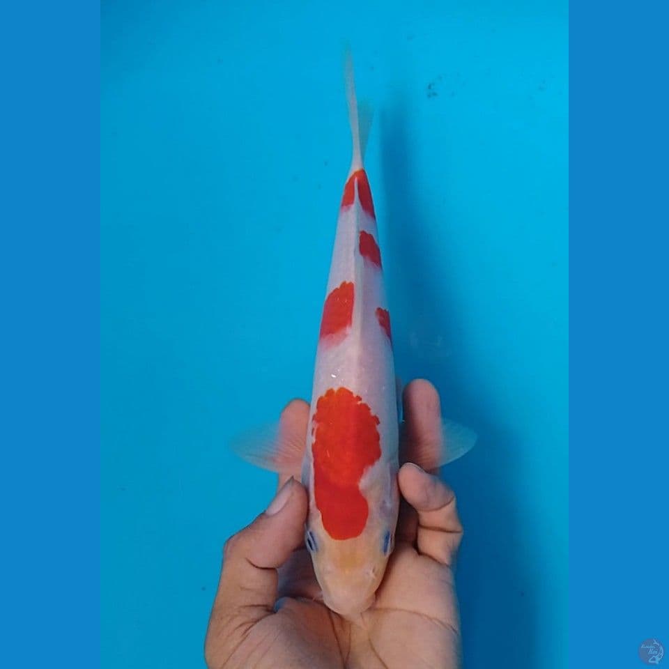 sakura size : 24cm