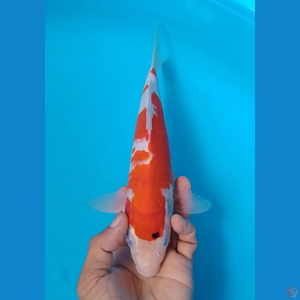 sanke size : 25cm