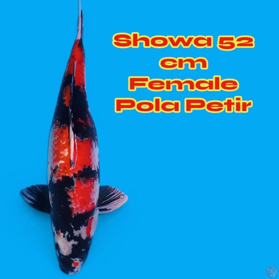 Showa Pola Petir 