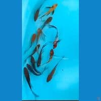 ochiba sleyer 14-17cm 13ekor