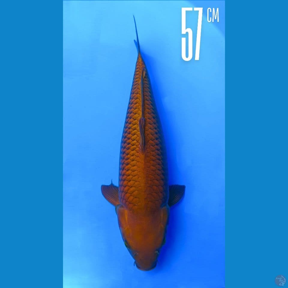 CHAGOI 57CM RING RAPI