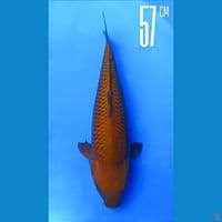 CHAGOI 57CM RING RAPI
