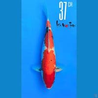 Showa Isa 37cm Male Sertifikat Isa