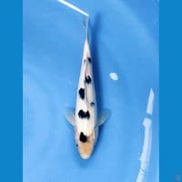 SQ BEKKO 23CM | Male