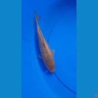 24CM CARAMEL