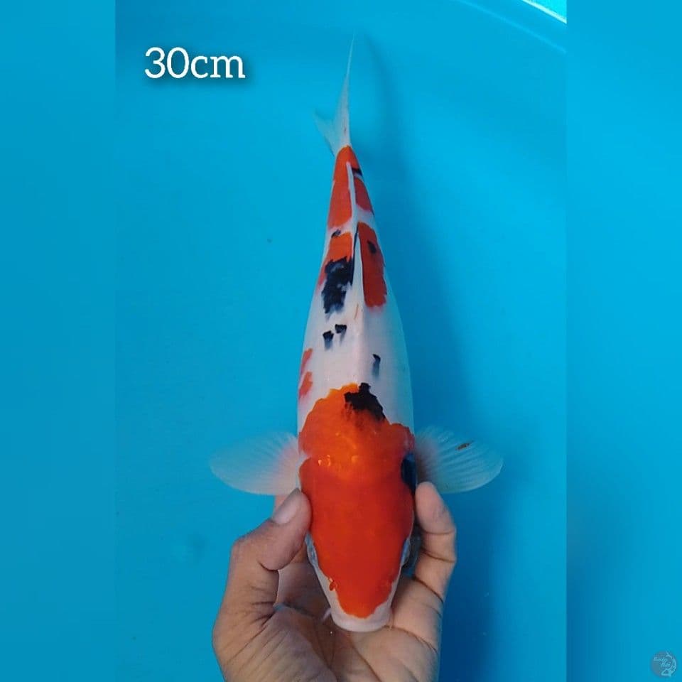 sanke size : 30cm