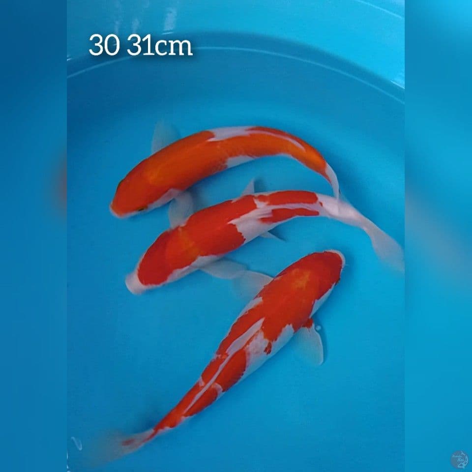 kohaku size : 30 31cm