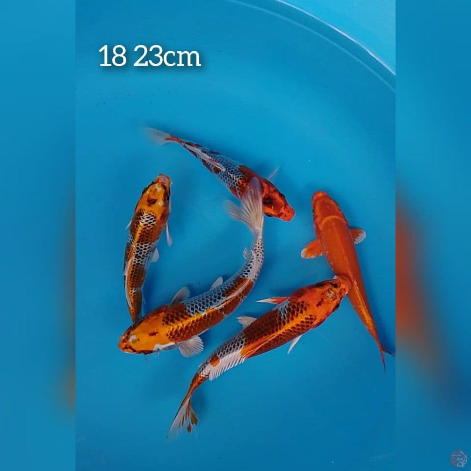 kujaku size : 18 23cm