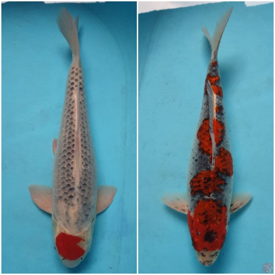 Ghosiki Jumbo 42cm. 