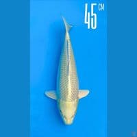 Ogon 45cm Female Line Dainichi 100cm