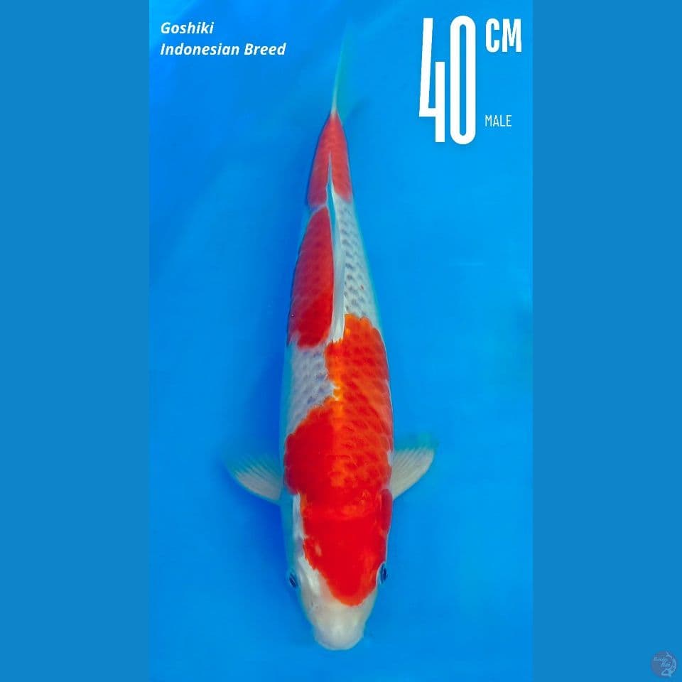 Goshiki 40cm Male Indo breeder