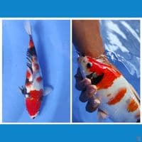 showa berpunuk 29cm 