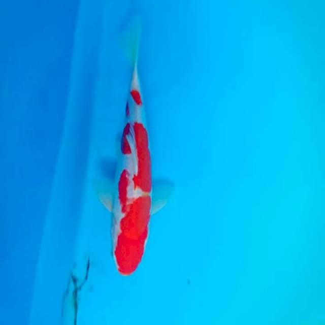 Kohaku doitsu