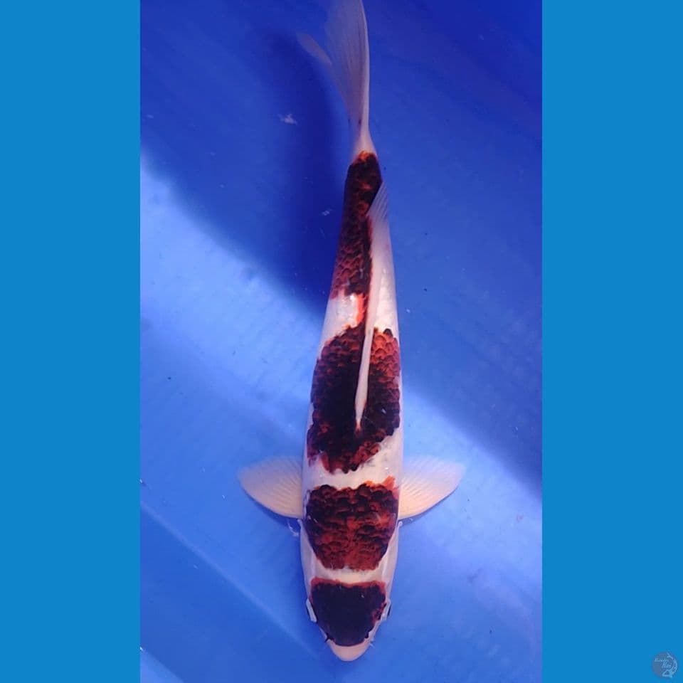 goromo maruten size : 41cm.m