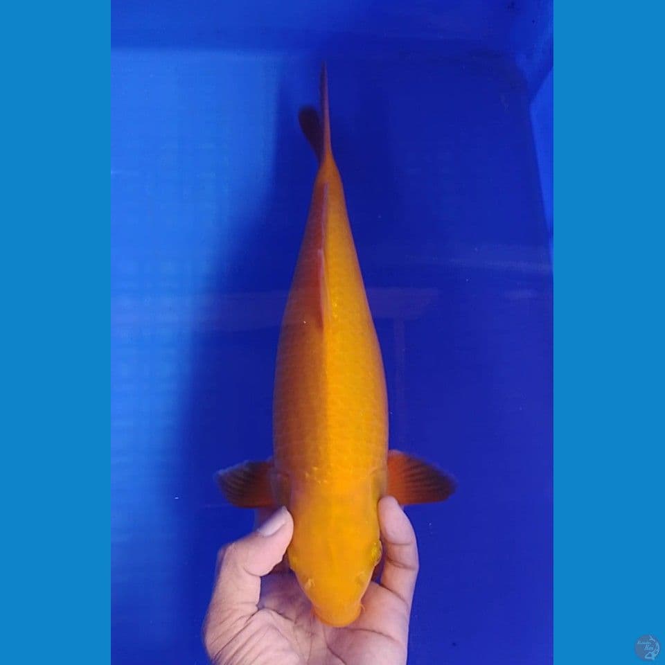 caramel size : 32cm