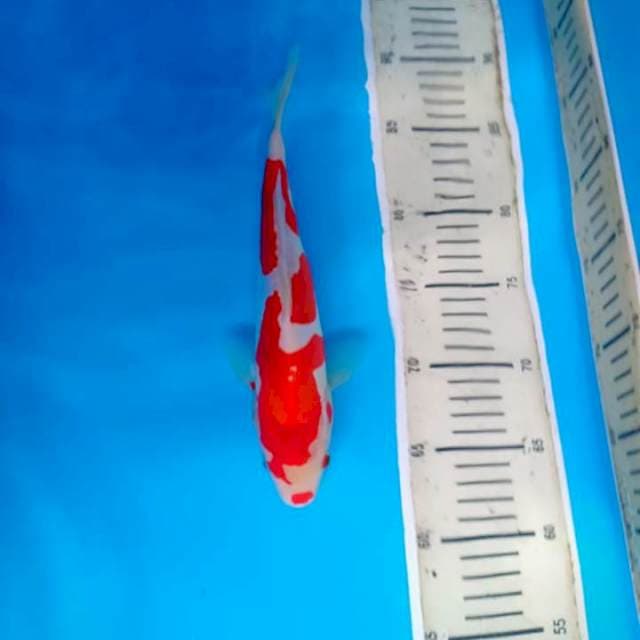 Kohaku doitsu