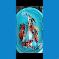 Grade+ 30-38cm 10pcs