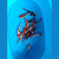 20-25cm - 14 ekor mix koi gosanke