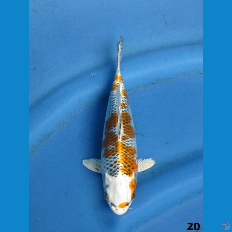20cm - bl kaneko kujaku 