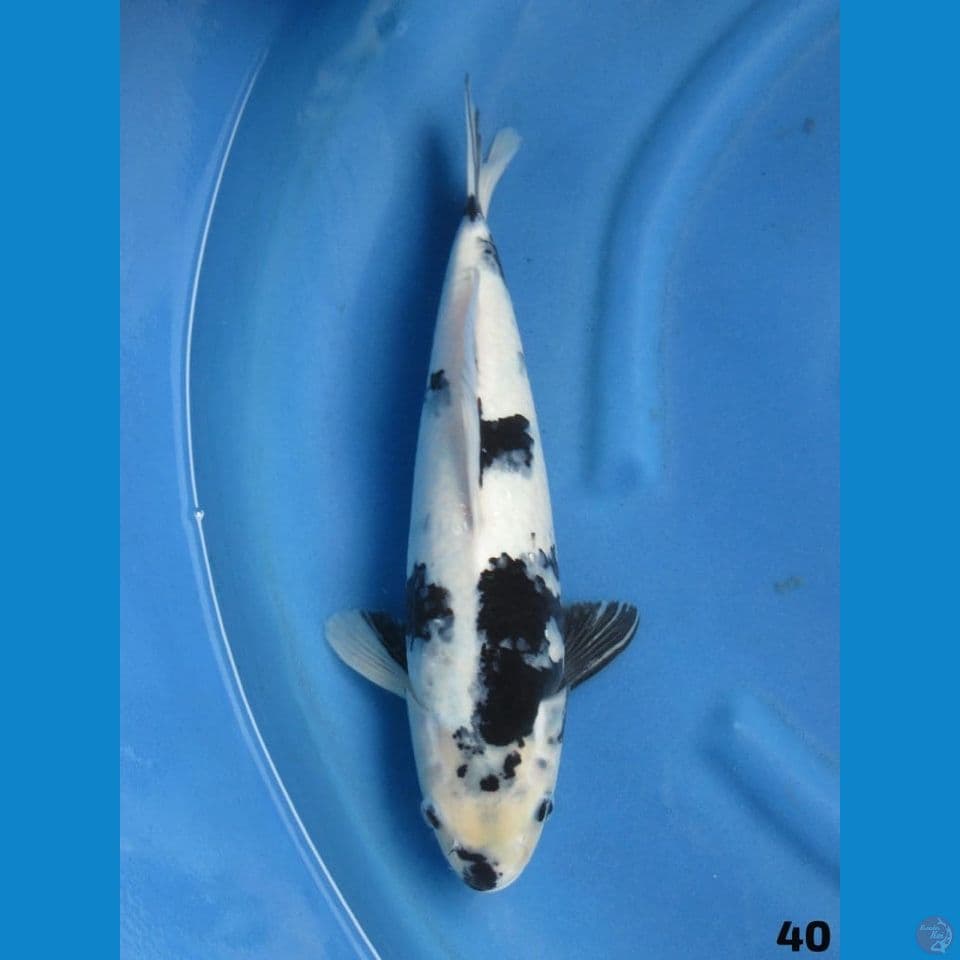 40cm - shiro putih salju