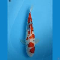 39cm - showa tategoi