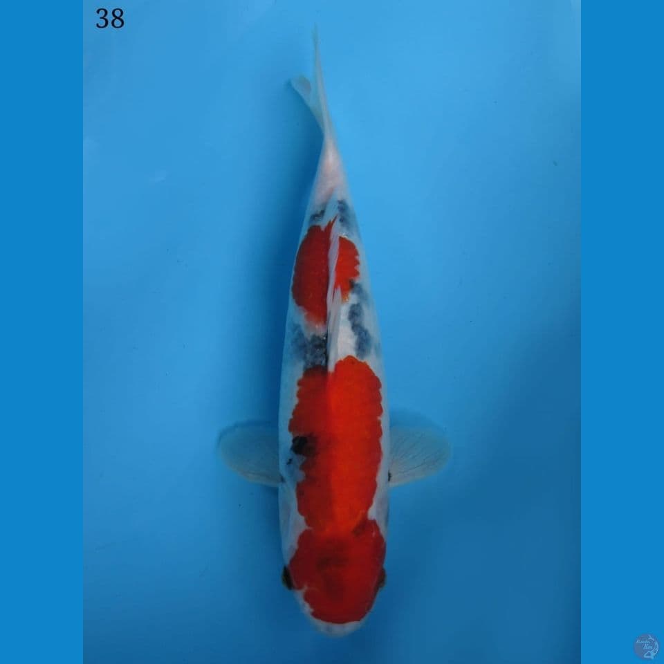 38cm - 200 showa tategoi