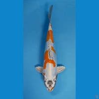 kiko male 35cm
