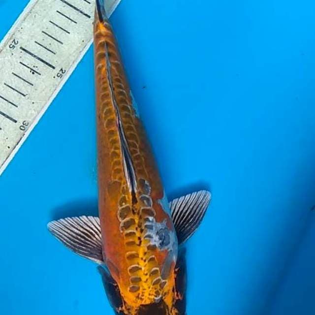 Kiko Doit 31cm