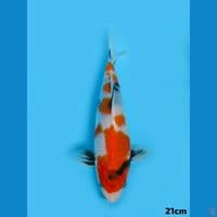 21cm Showa Tategoi 